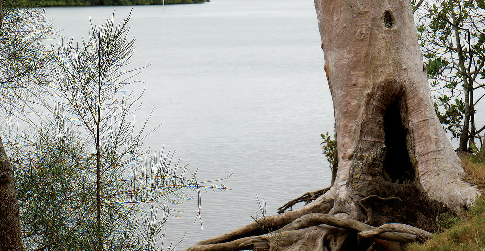 A hollowed out tree! it looks like a doorway, I wonder if CJ lives there?
