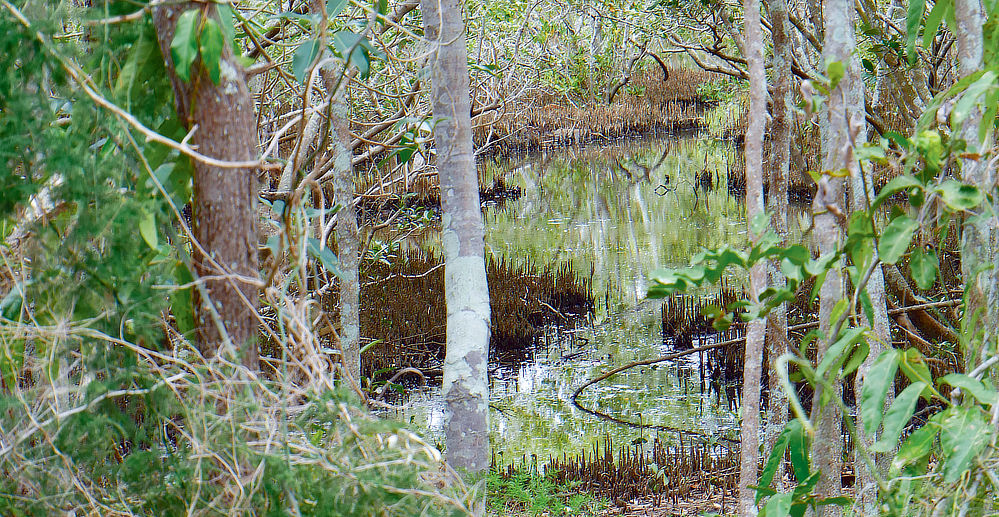 This area, like many others, are close to roads and footpaths. Always a chance to see wild life.