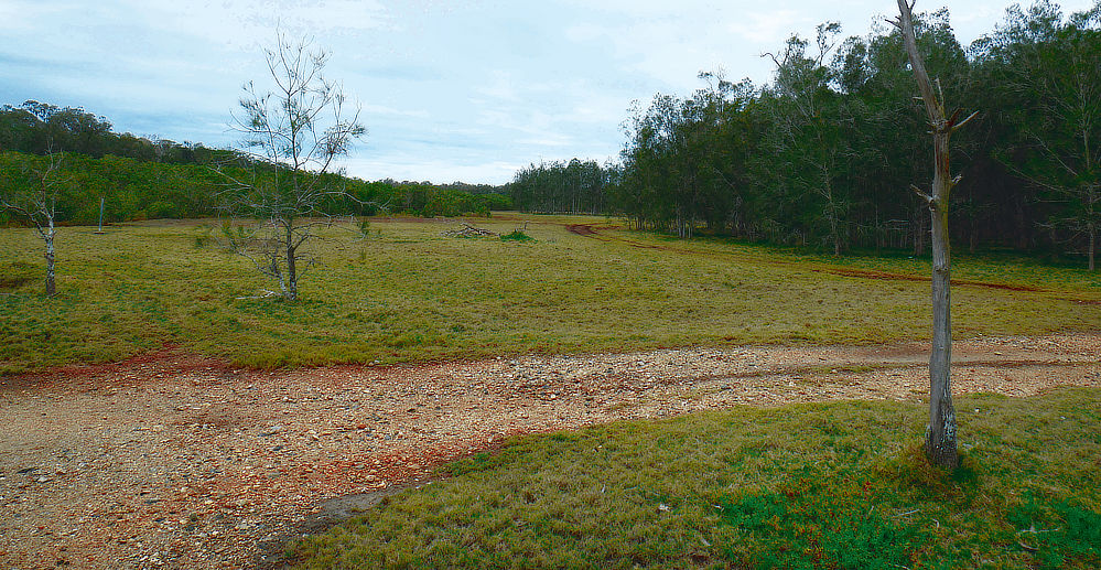 Two complete tree lines from different types of trees, surrounding the clearing. A great place to put up a tent!