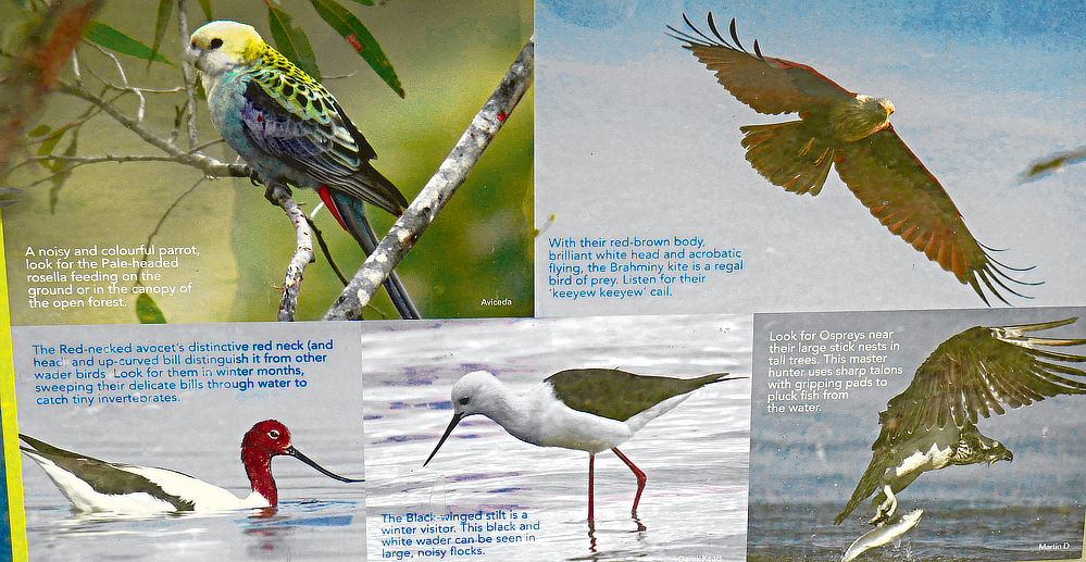 A poster showing likely birds in the area.