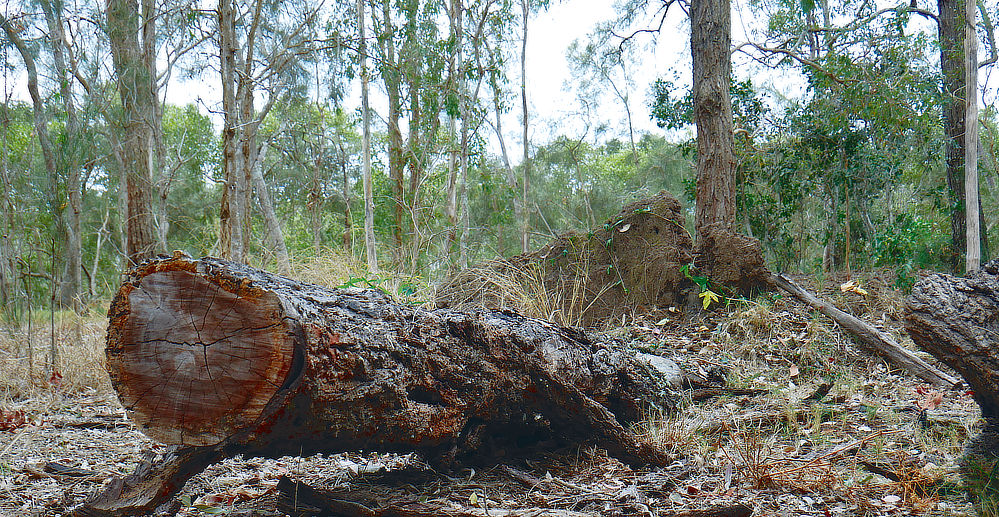 Felled trees for clearing or habbitat creation-over time.
