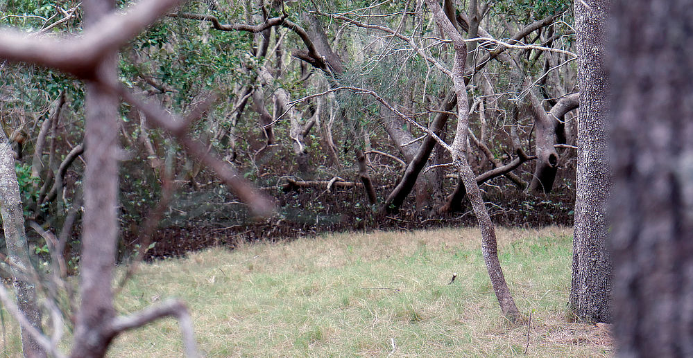 Beautiful and mysterious areas inaccessable, promoting wild life.