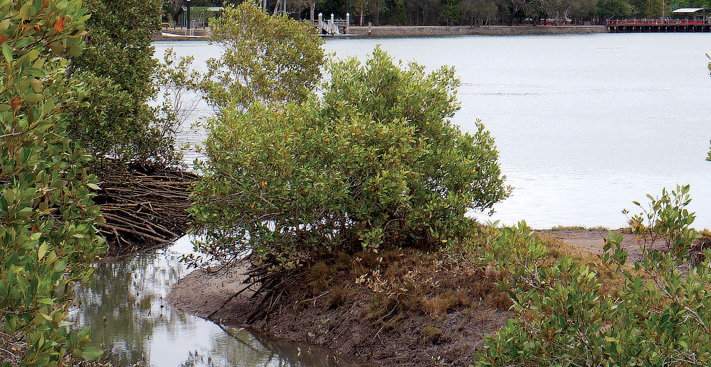 A view of Deep Water Bends main area and boat launch.