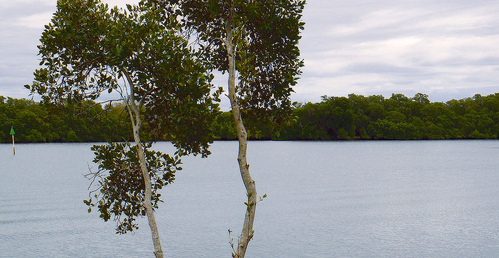 Beautiful bashland everywhere along the banks!