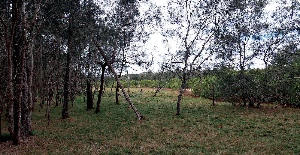 Another clearing, posible living area for some of the crew!