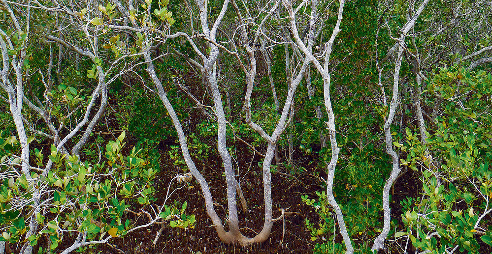 Plants and marsh, colours and contrast, textures and softness!