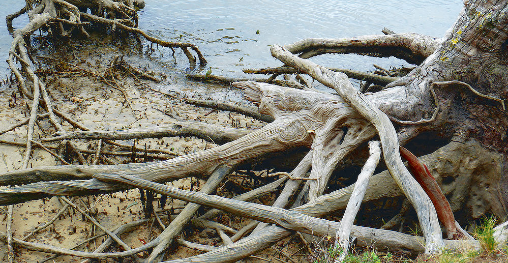 Eroding sands means root systems are revealed to show hidden works of natures art!