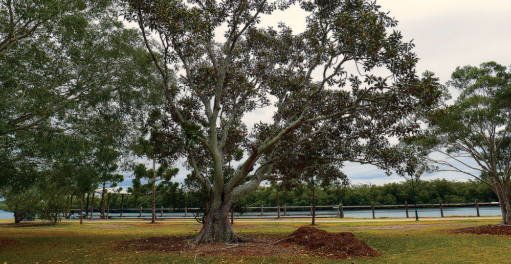 Some trees look older than my great grandfather!