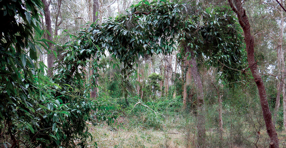 Another area, with heavy bush and signs of heavy animal traffic.