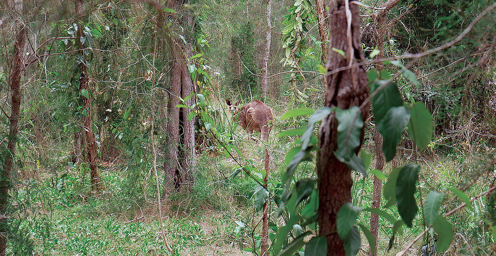 Given the heavy animal traffic, you are likely to see wild life grazing in the bush. See the kangaroo!