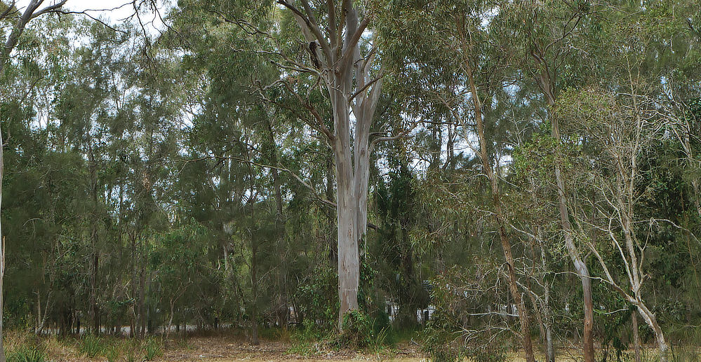 Access road through the bush.