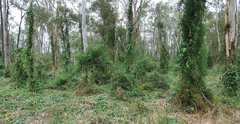 Dence shrub and bushland, see how much of it is pressed down? The local animals frequent this area.