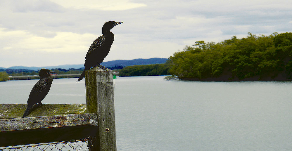 These locals will often startle visitors,they are often underwater for long periods of time and then will break the surface and be back down again. Leaving many to question what caused the water to break.