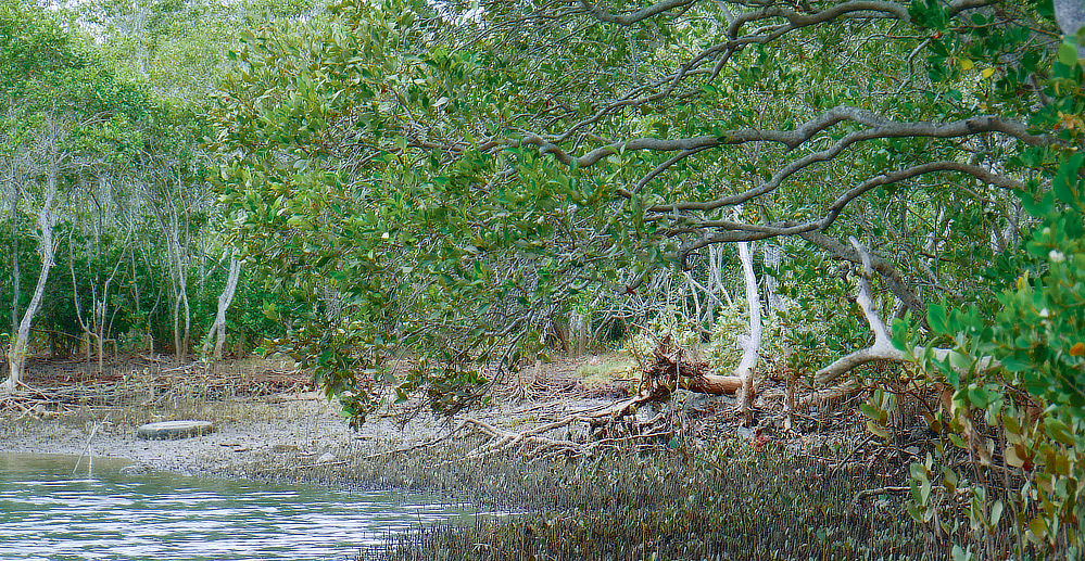 Thriving bush along the shore.
